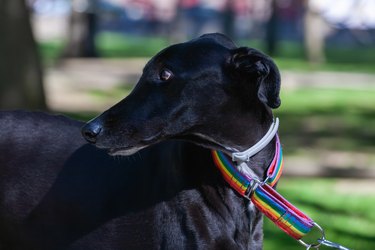 Portrait of a greyhound dog wearing a collar with the colors of the LGBT flag