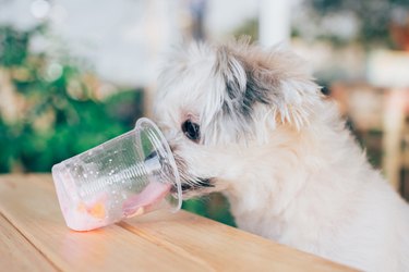 Close-Up Of Dog Having Drink On Table