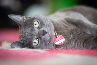 Portrait Of Cat Lying Down