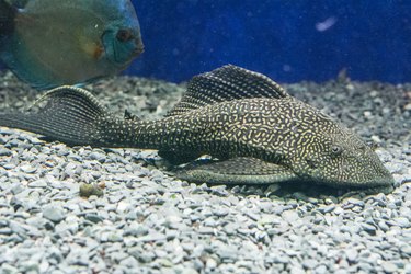 Catfish Ancistrus Plecostomus