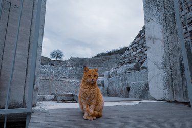 yellow stray cat standing in front of a door of historical theater in Ephesus ruins