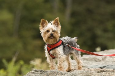 Happy Little Yorkshire Terrier Outdoors