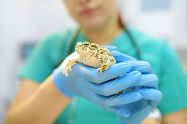 Veterinarian examines a toad