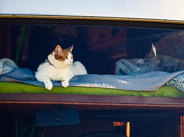 Cat laying on bed in an rv camper car
