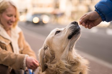 Golder Retriever Dog Receiving Treats from Owner on City Street.