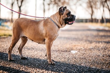 About the Cane Corso