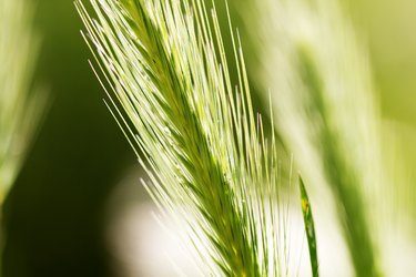 Detailed photo of  green foxtail needles