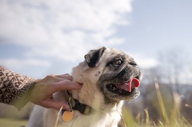 Woman Holding Collar of her Pug Dog Outdoors