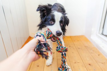 Funny Portrait Of Cute Smiling Puppy Dog Border Collie Holding Colourful Rope Toy In Mouth