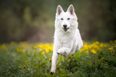 Large white dog running through grass and flowers