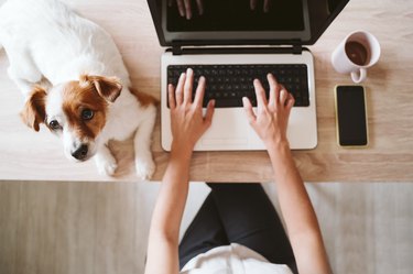 Woman sitting at a desk with her dog and working on a laptop