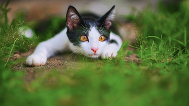 curious black and white kitten  Mixed-Breed Cat at backyard of the house prepare to attack hunt