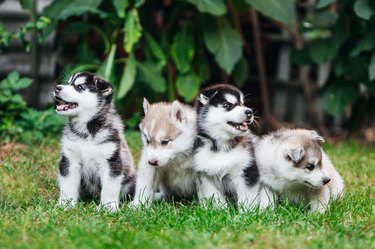 Little husky puppies playing outside