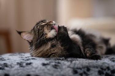 Maine coon cat