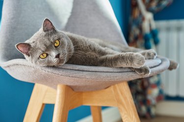 British shorthair cat lying on a gray upholstered and wood modernist chair.