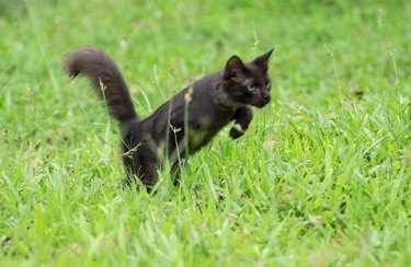 Jumping cat in the grass. young and playful cute pet.