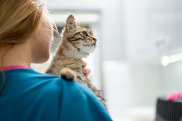 A young female vet holding a kitten