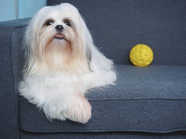 Fluffy white Shih Tzu dog with a yellow ball on the sofa at home.