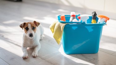 A smart, calm puppy lies next to a blue bucket of cleaning products in the kitchen. A set of detergents and a rag for home cleaning and a small dog on a wooden floor in the apartment. No people