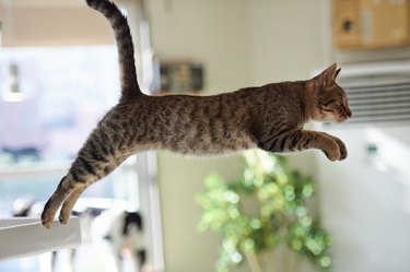 Cat jumping in the room