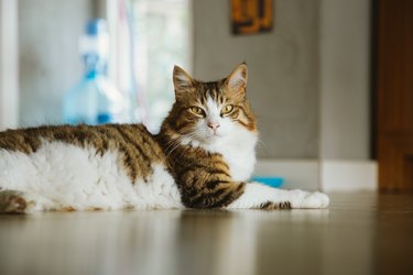 tabby cat laying on the floor