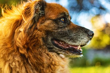 Anatolian Shepherd  Mix Dog Profile at Sunset Canine Photo Series