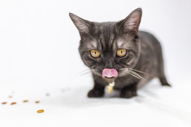 Black adorable kitten on white background. Black cat is nibbling on small snacks