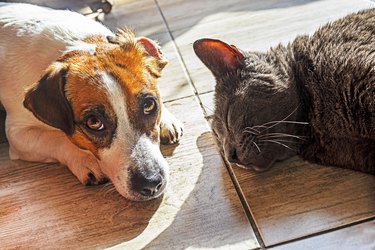 cute jack russell terrier with a gray cat is basking on the floor on a tile.