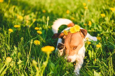 Allergy season concept with dog wiping out his eye from flower pollen