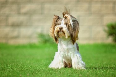 Yorkshire terrier long hair runnin on green meadow in park