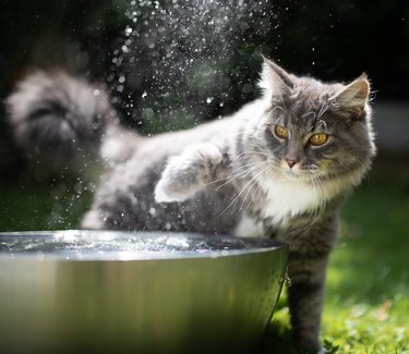 cat water play