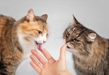 Two cats licking yoghurt from female hand.