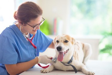 Vet examining dog. Puppy at veterinarian doctor.