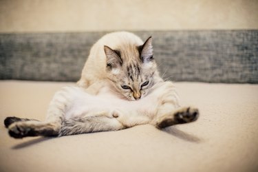siamese cat is washed lying on a beige sofa