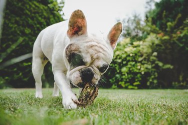 French Bulldog chewing wood