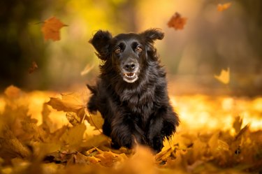 A dog running on autumn leaves