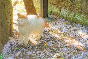 Bi-color ginger and white Japanese bobtail cat standing outside.