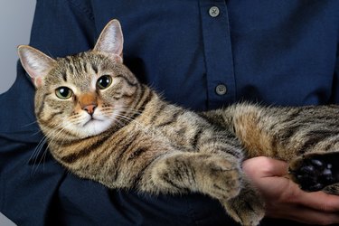 Person holding a cat in their arms.