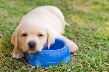Adorable labrador retriever dog relax on his bowl