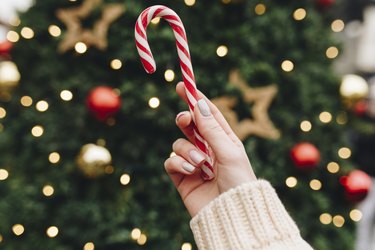 Hand of woman holding candy cane near Christmas tree