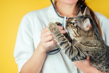 beautiful and domestic cat on the hands of a female veterinarian on a yellow background. concept of health of domestic animals