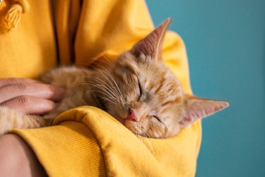 Cute ginger kitten sleeps
