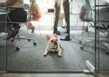 Low angle view of pet French bulldog sitting on floor amongst colleagues working in modern creative office interior