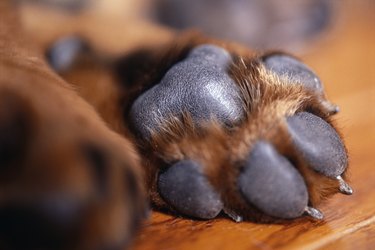 Close up of a brown dogs paw