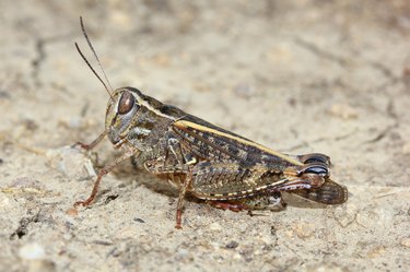 Closeup of a cricket