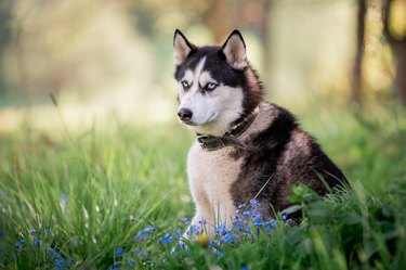 A charming dog of the Siberian Husky breed walks in a collar in nature in the park.
