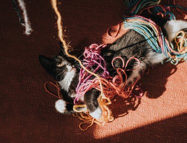 A cute black and white kitten plays with a ball of multicolour wool, getting himself and the yarn tied in knots. He looks intently at a long string that hangs in the foreground.