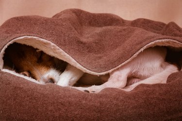Cute domestic dog sleeps inside cozy hooded pet bed