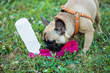 Keeping Your Pet Hydrated