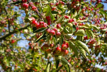 Crab apple berries on a tree in September